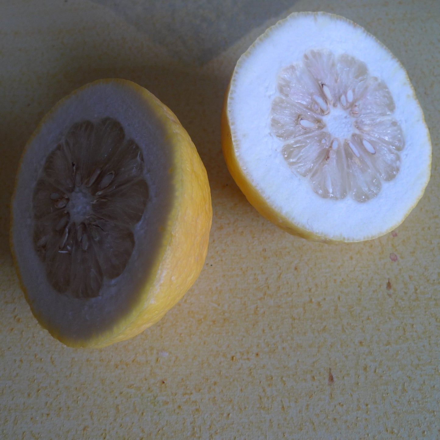 CITRONNIER