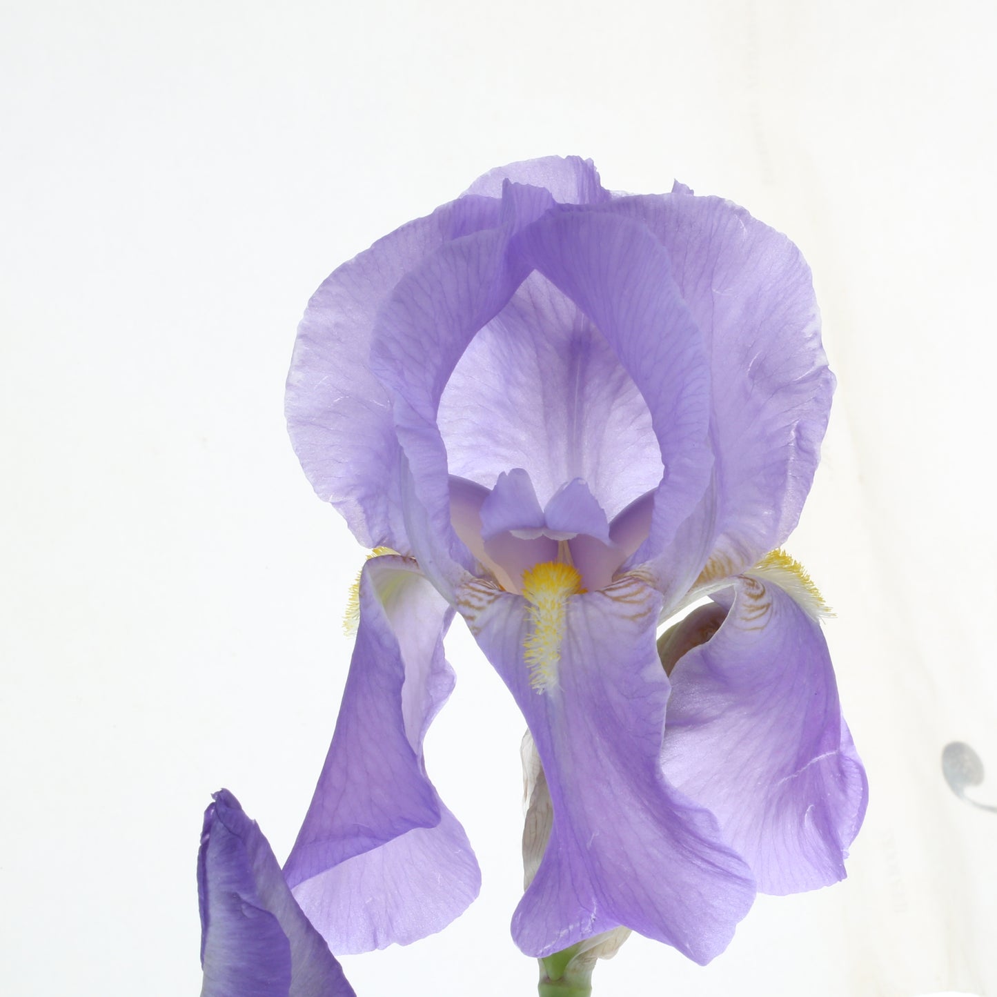 ORRIS ROSE Raumduft