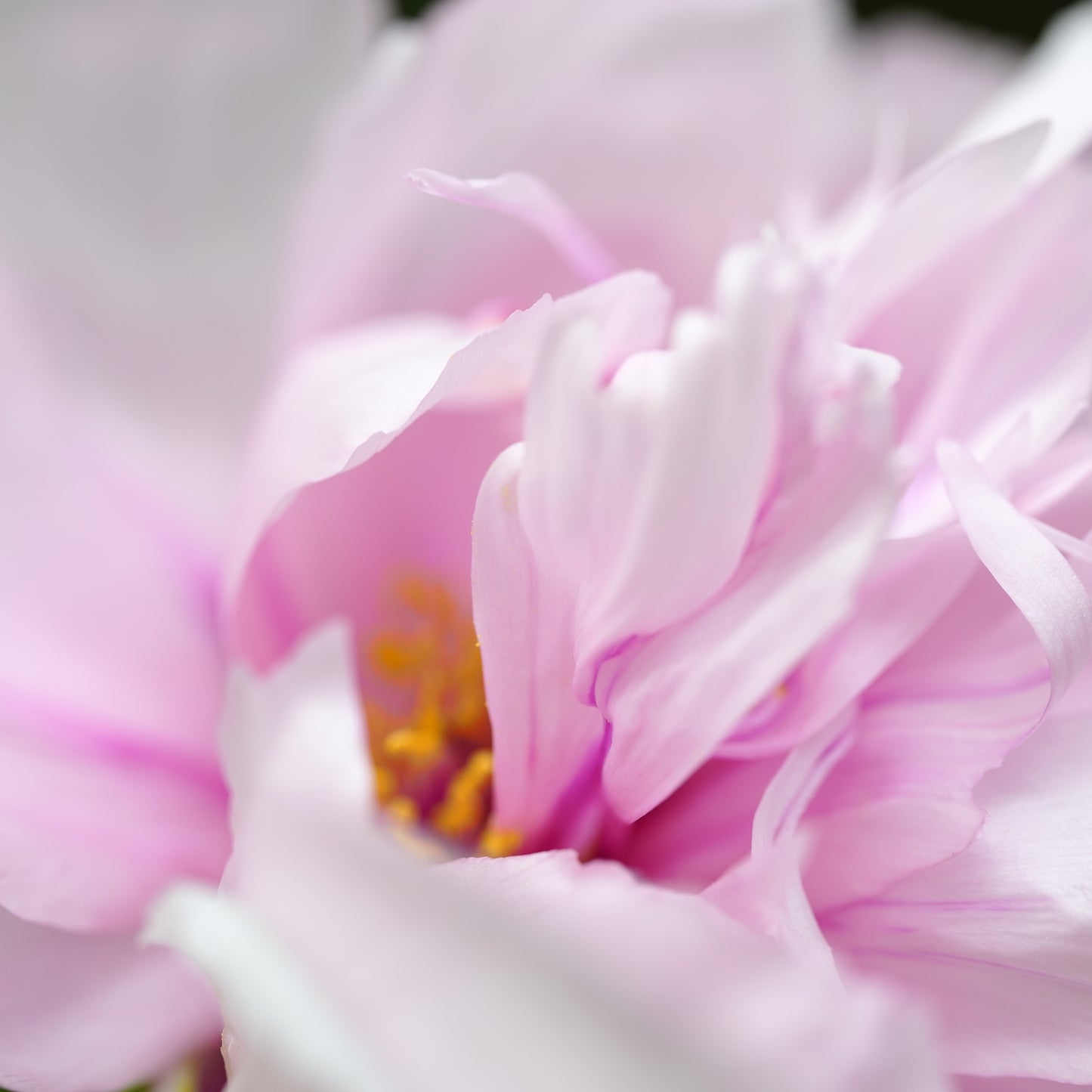 PIVOINE BLANC