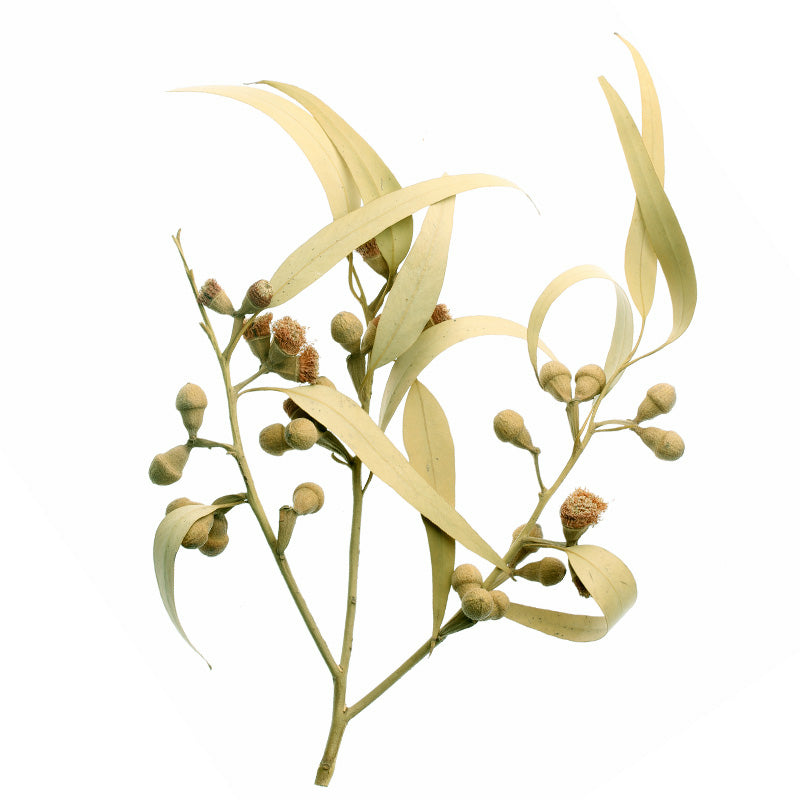 EUKALYPTUS Aroma Spray