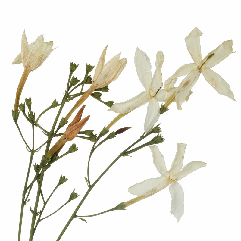 JASMINE ABSOLUE Aroma Spray