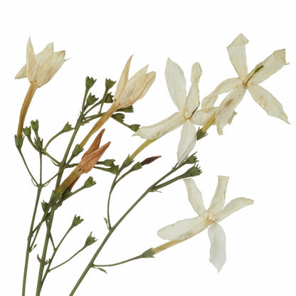 JASMINE ABSOLUE Aroma Spray