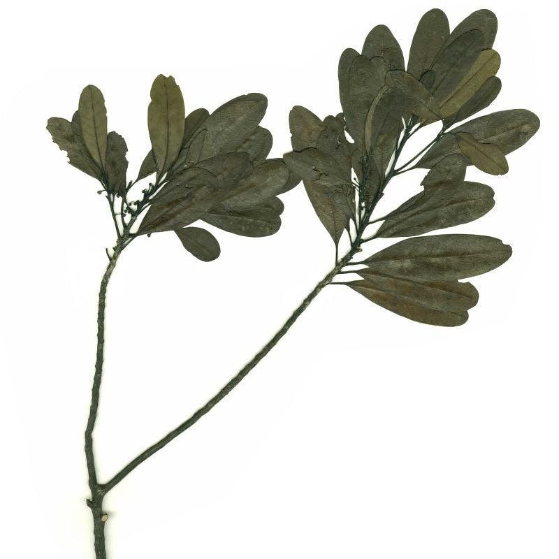 LITSEA CUBEBA Aroma Spray