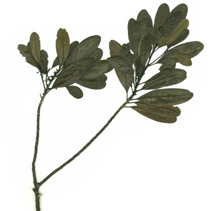 LITSEA CUBEBA Aroma Spray