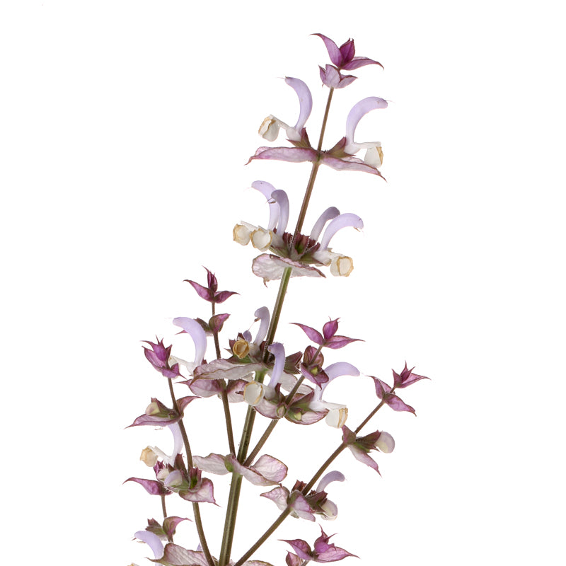 MUSKATELLERSALBEI Aroma Spray