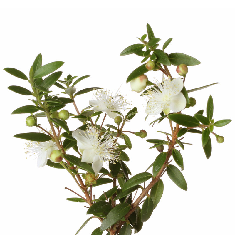 MYRTE Aroma Spray