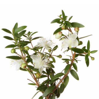MYRTE Aroma Spray
