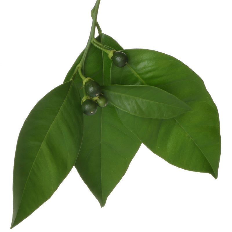 PETITGRAIN Aroma Spray