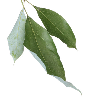 RAVINTSARA Aroma Spray