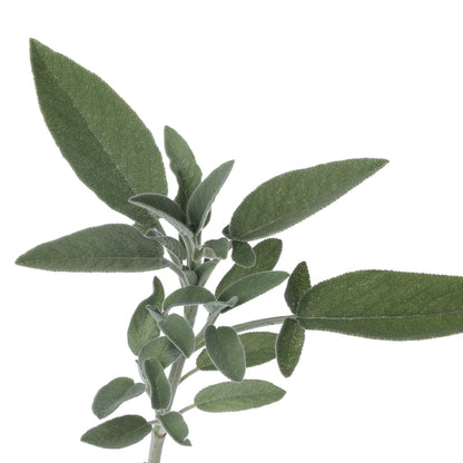 SALBEI Aroma Spray