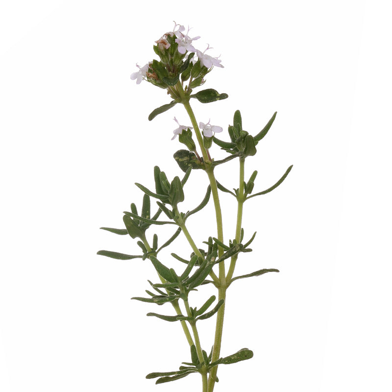 THYMIAN, rot Aroma Spray