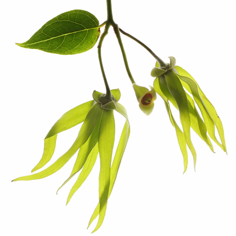 YLANG YLANG Aroma Spray