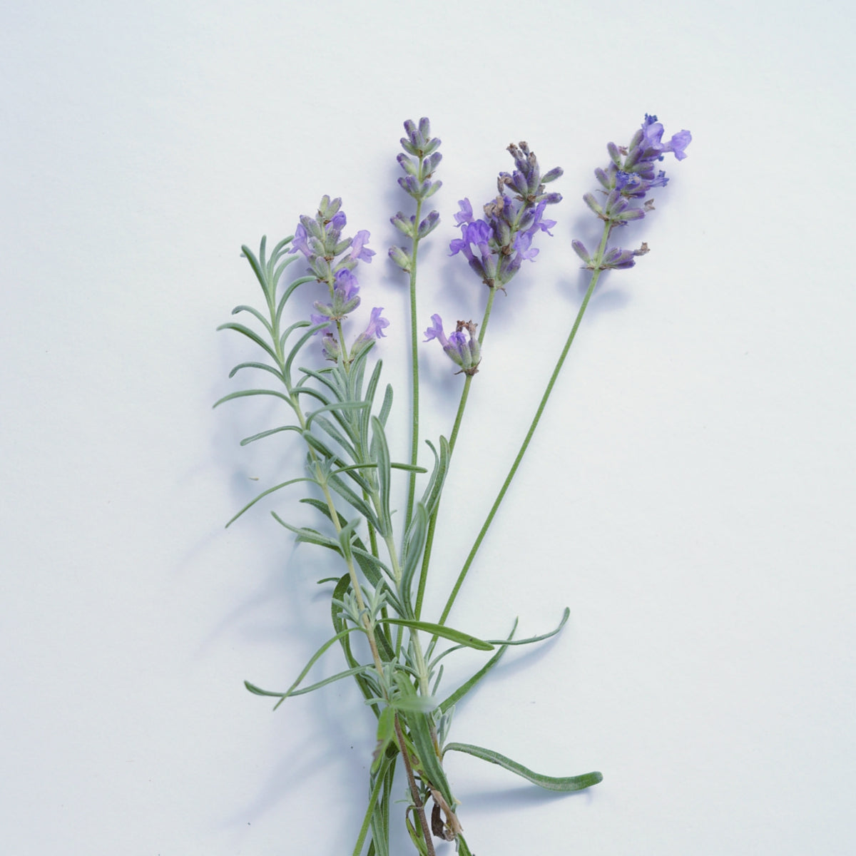 LAVENDEL Aroma Spray