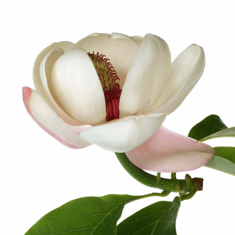 MAGNOLIA Aroma Spray