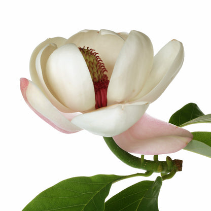 MAGNOLIA Aroma Spray