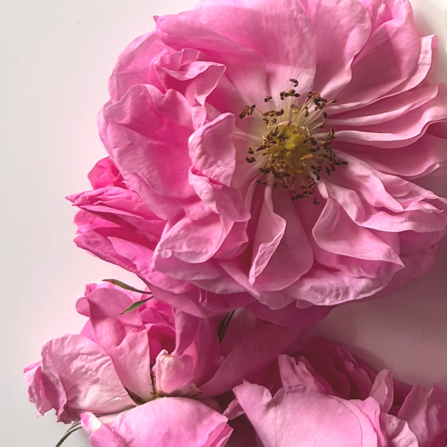 ROSE ABSOLUE Aroma Spray