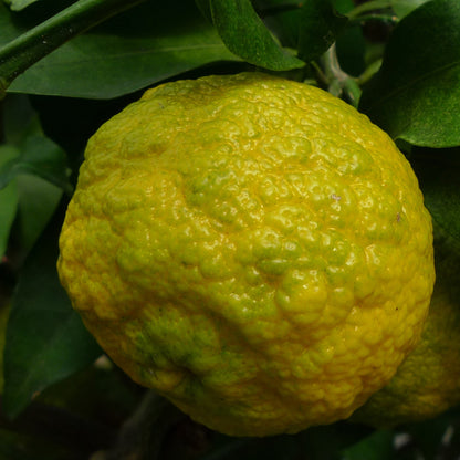 YUZU Aroma Spray