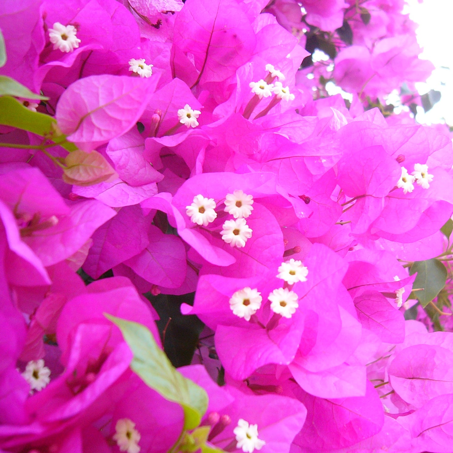 BOUGAINVILLAE Ligne Noire