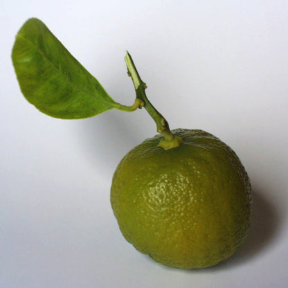 SICILIAN BERGAMOT Raumduft