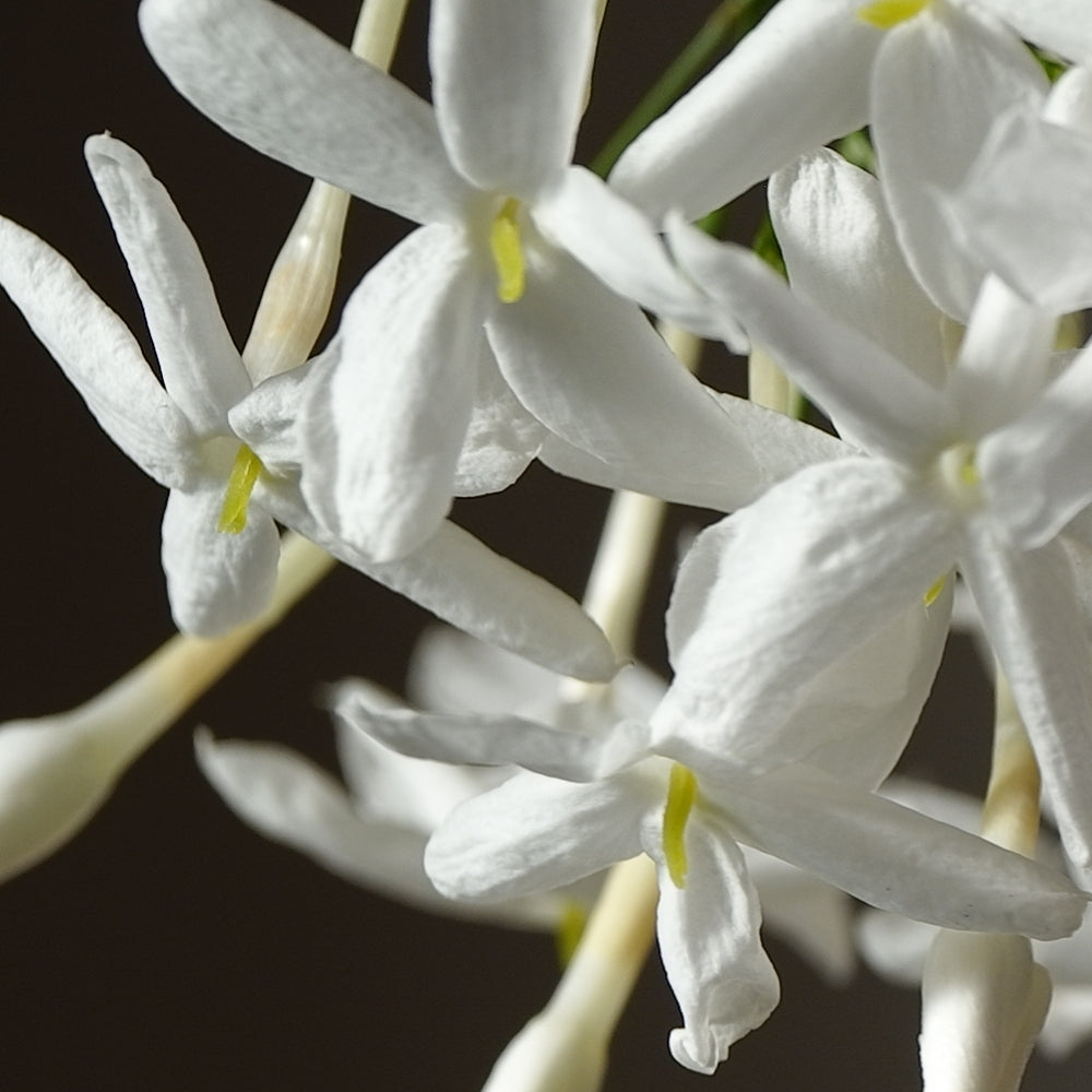 JASMINE ABSOLUE Aroma Spray