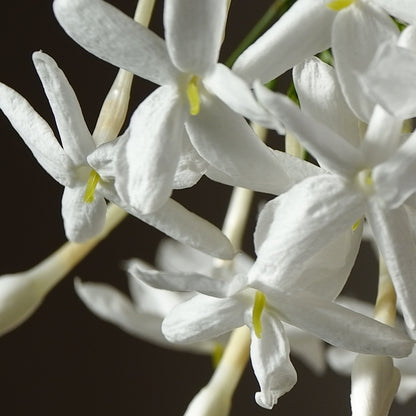 JASMINE ABSOLUE Aroma Spray