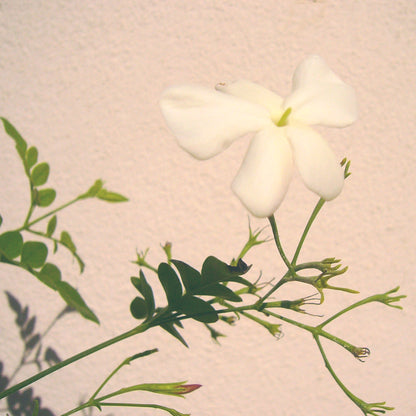 JASMINE