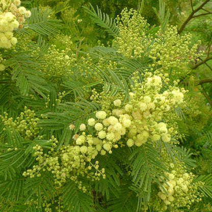 MIMOSA ABSOLUE Aroma Spray