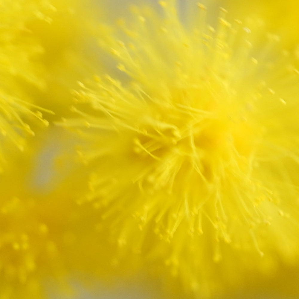 MIMOSA
