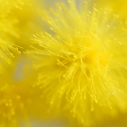 MIMOSA