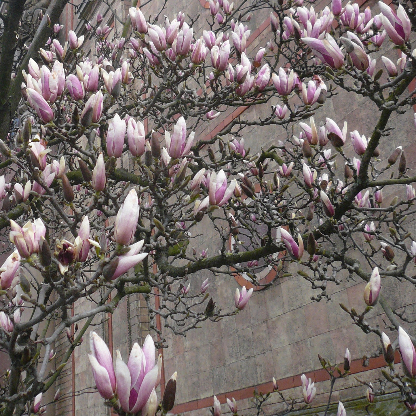MAGNOLIA Aroma Spray