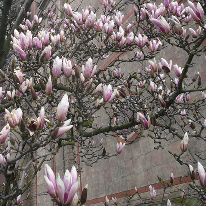MAGNOLIA Aroma Spray