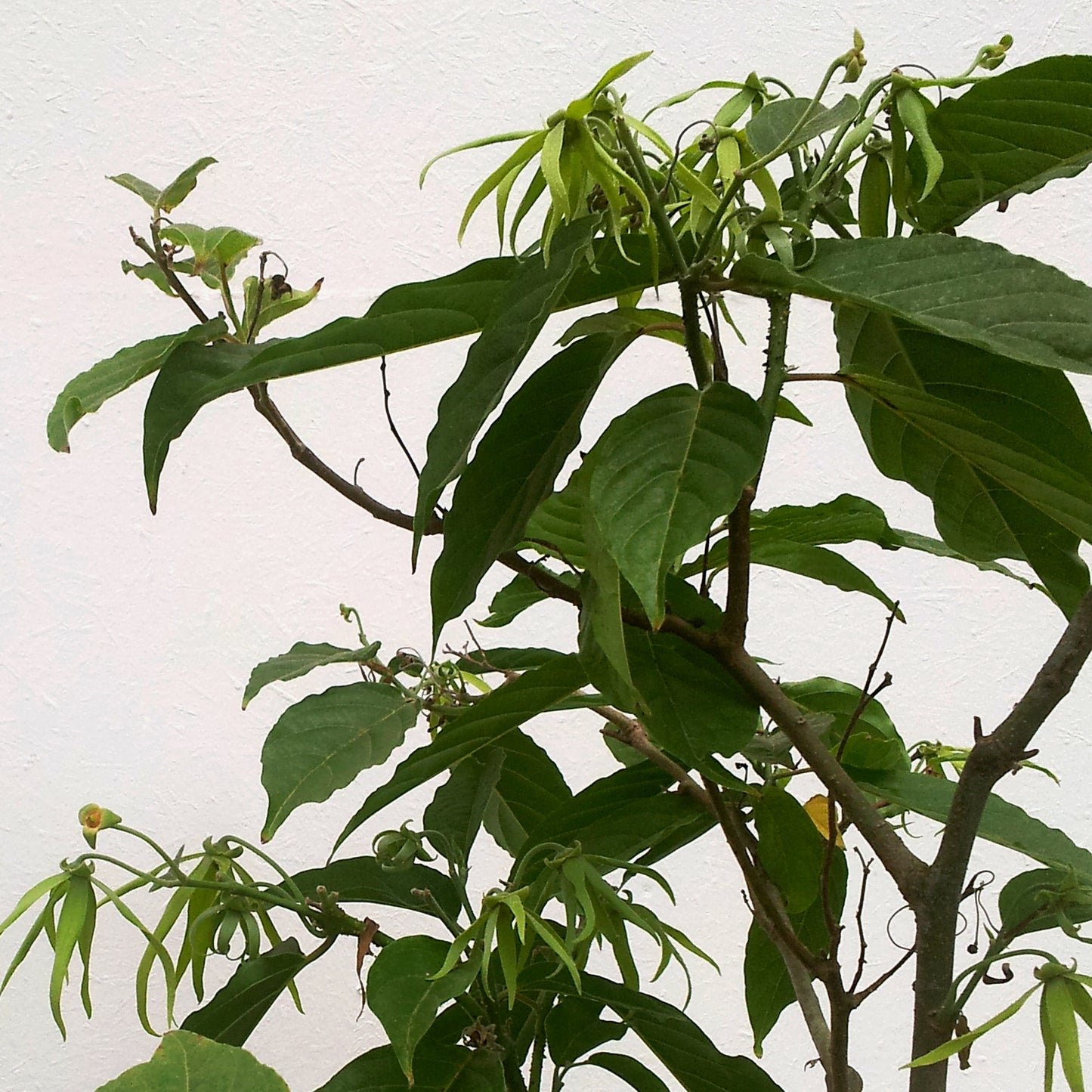 YLANG YLANG Aroma Spray