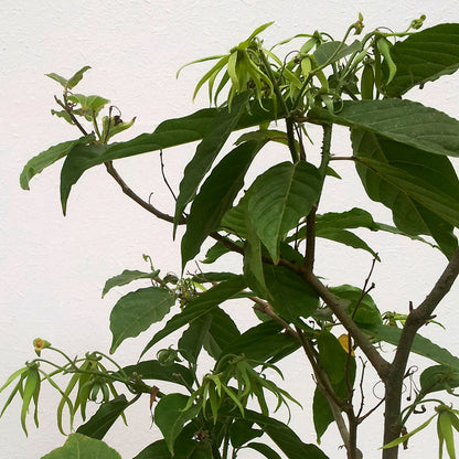 YLANG YLANG Aroma Spray