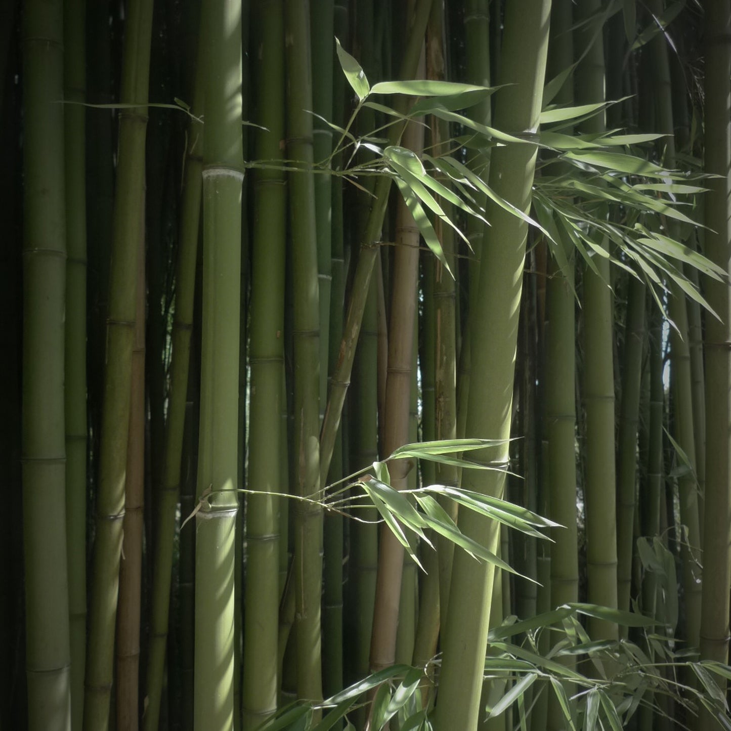 WABI