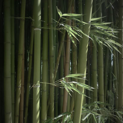 WABI