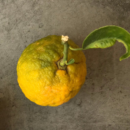 Bitterorange Aroma Spray