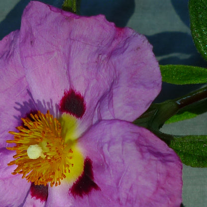 CISTUS ABSOLUE Aroma Spray