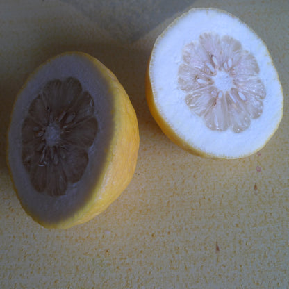 CITRONNIER