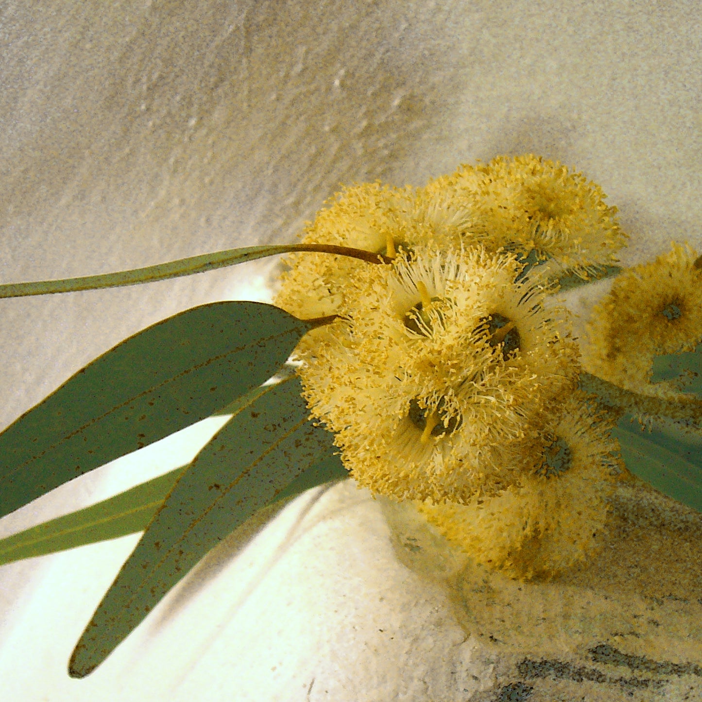 EUKALYPTUS Aroma Spray