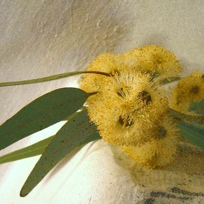 EUKALYPTUS Aroma Spray