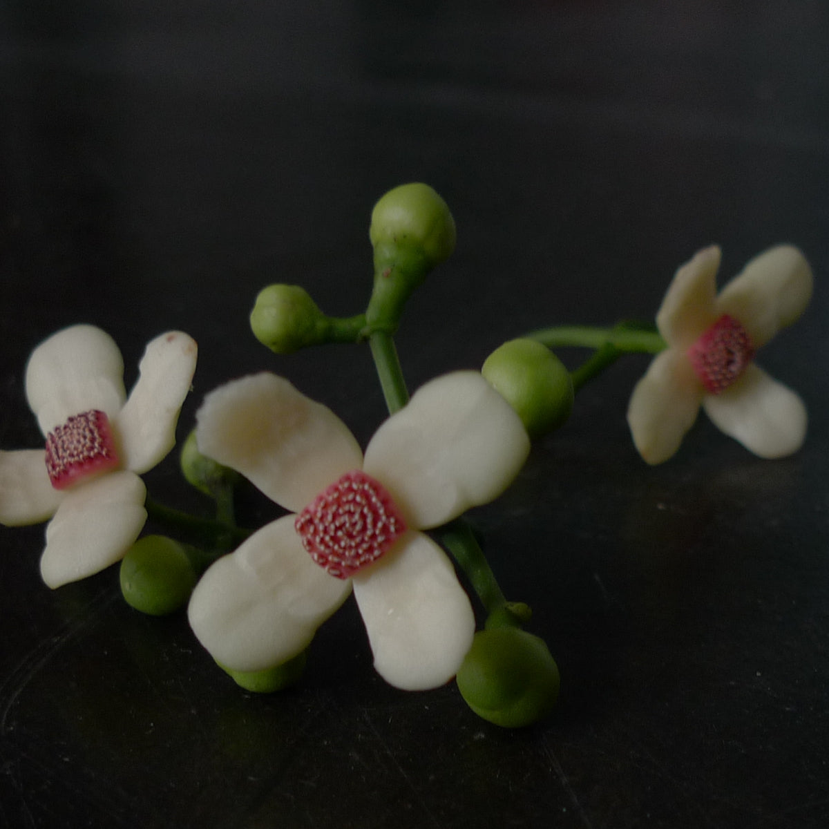 FLEUR INCONNUE