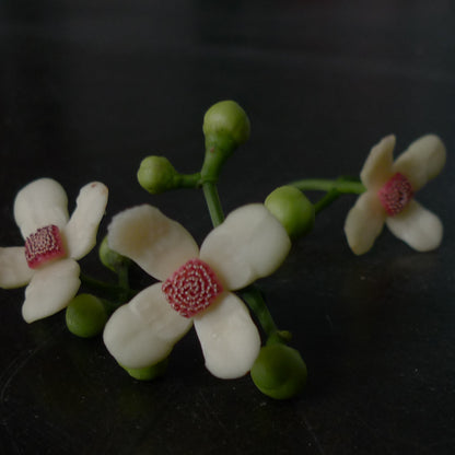 FLEUR INCONNUE
