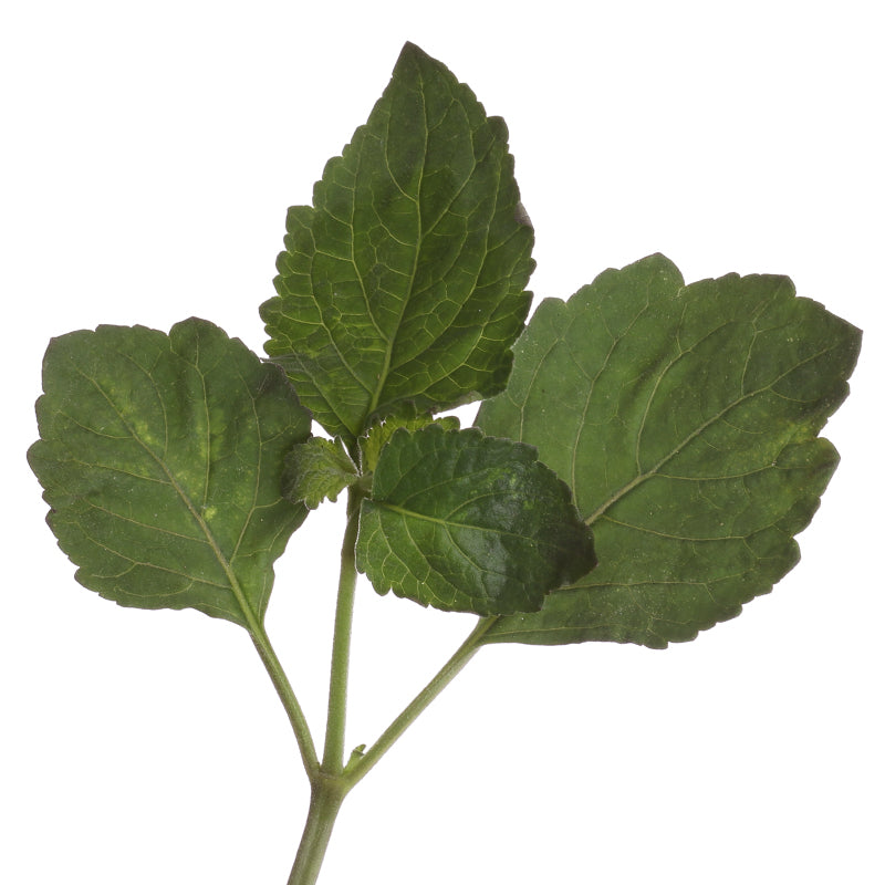 PATCHOULY Aroma Spray