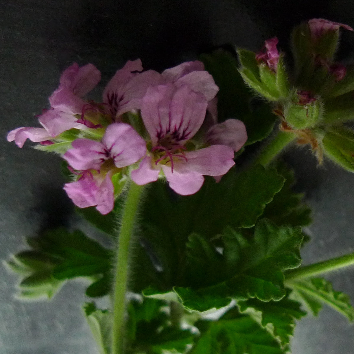 ROSE GERANIUM Aroma Spray