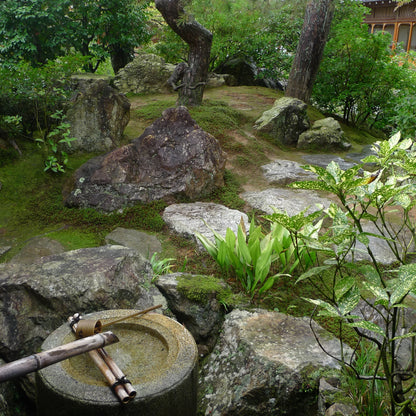 MIDORI