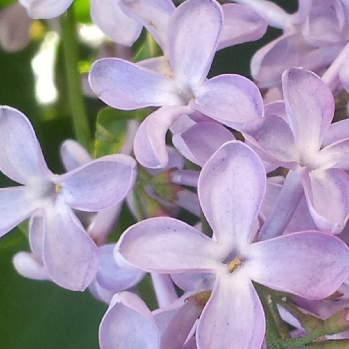 LES LILAS