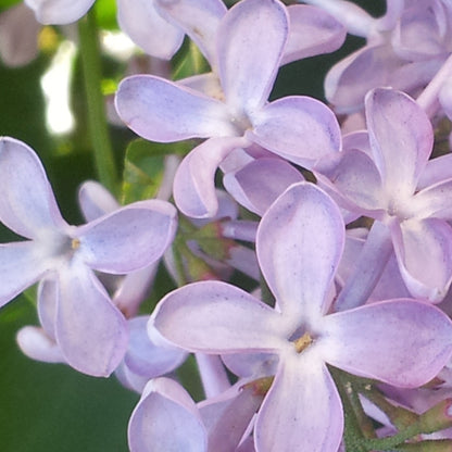 LES LILAS