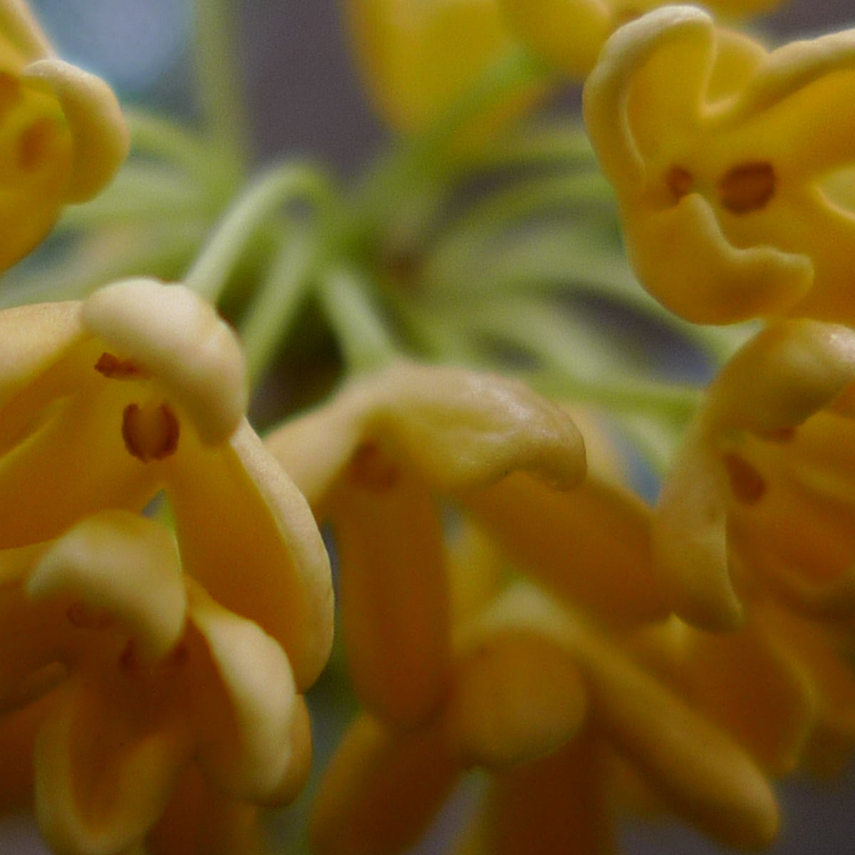 OSMANTHUS