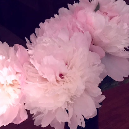 PIVOINE