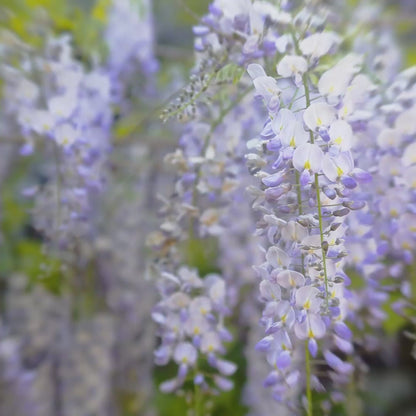 WISTERIA